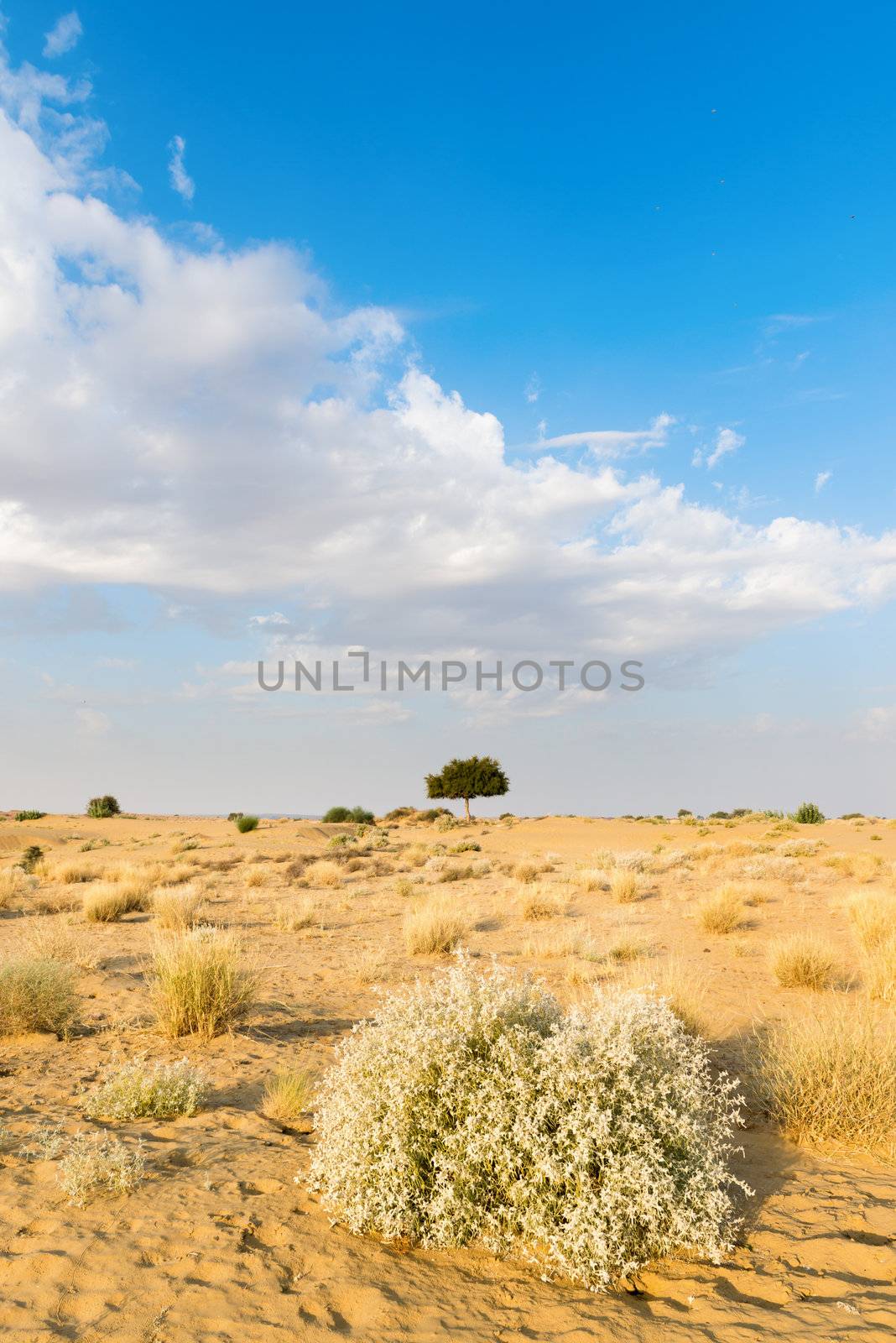 One rhejri (prosopis cineraria) tree in the thar desert (great indian desert) under cloudy blue sky