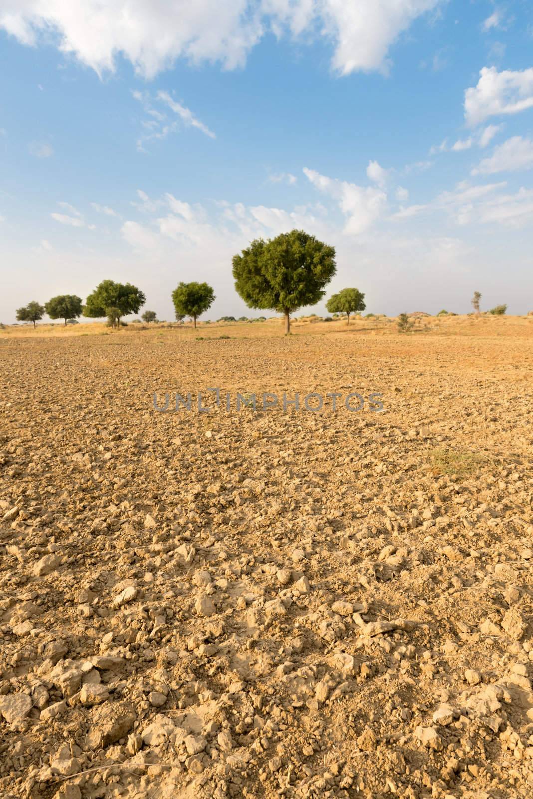 Agricultural ploughed land field under blue sky in thar desert (great indian desert)