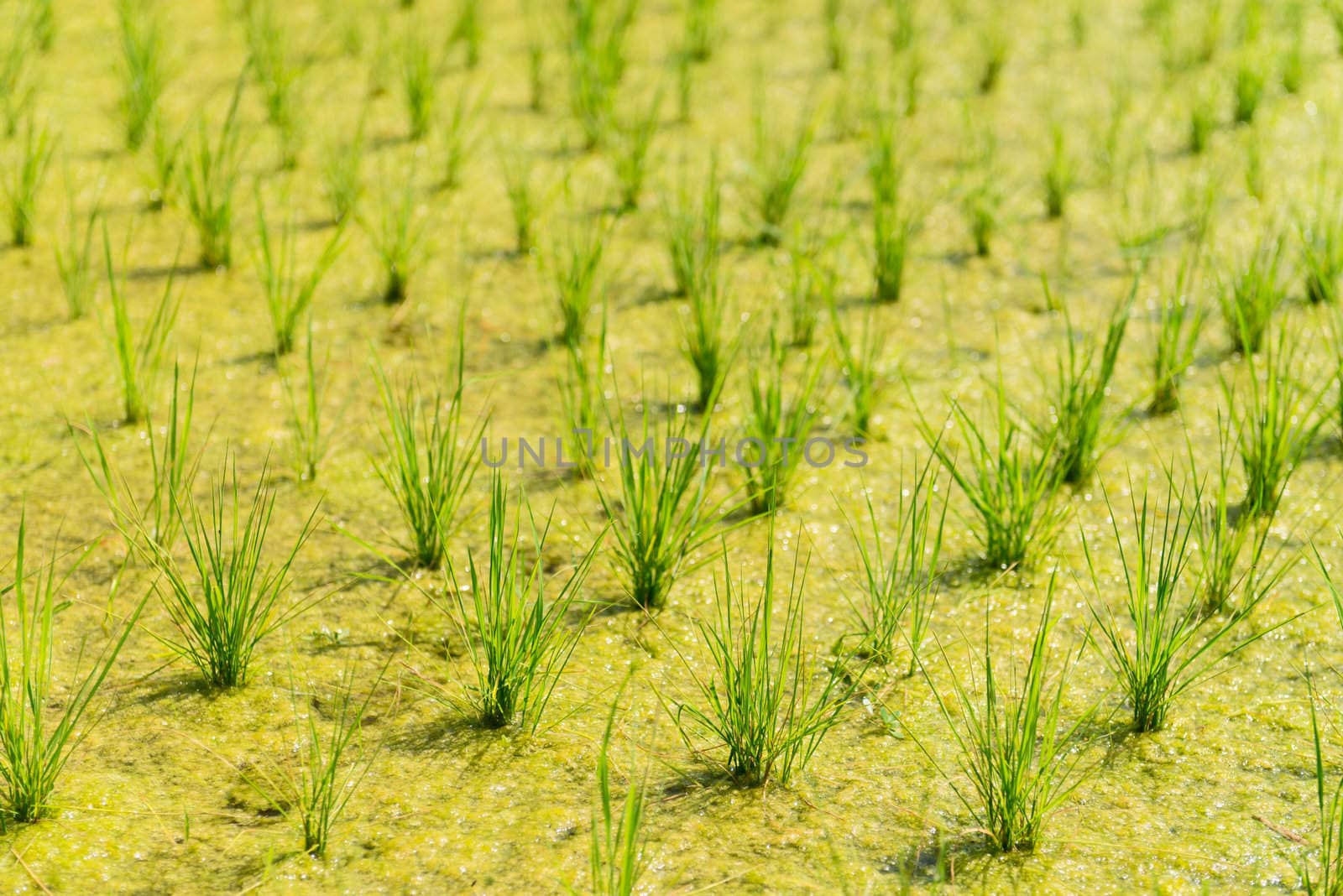 Paddy with green rice sprouts  by iryna_rasko