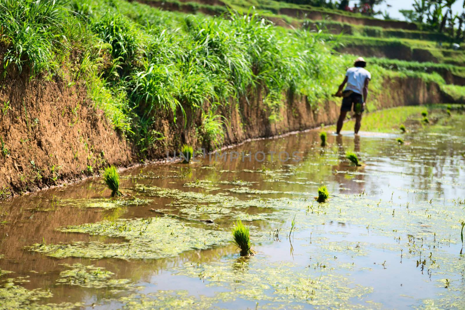 Bali male farmer plant and growing rice on the paddy rice farmland field