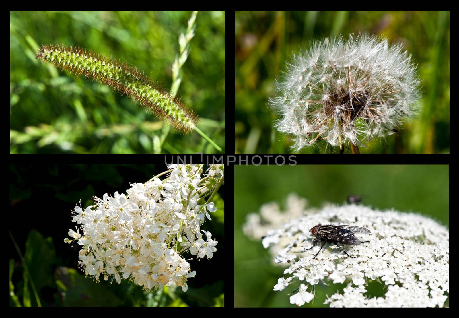 collage of flowers