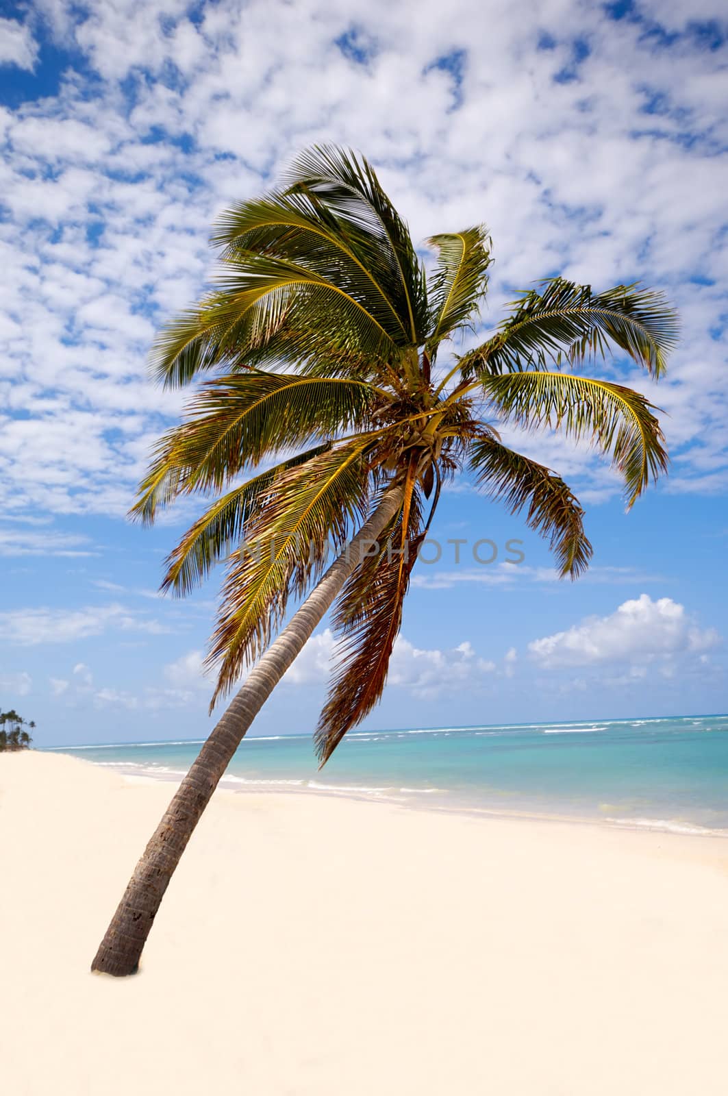 Palm hanging over exotic caribbean beach with the coast in the background.