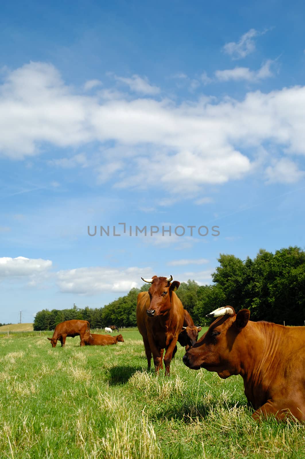 Cows on green grass by cfoto