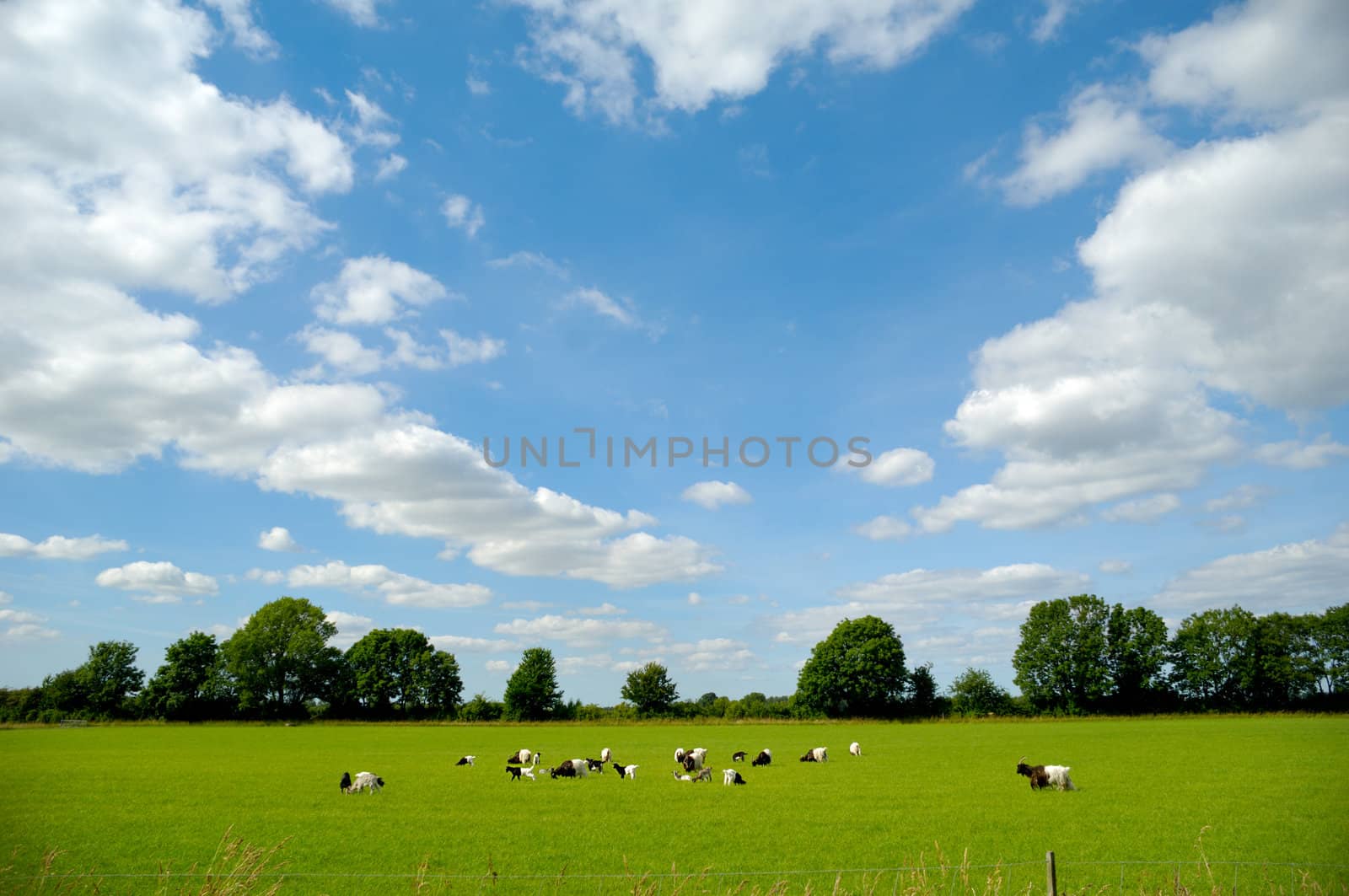 A green field with many goats. The sky is blue with clouds
