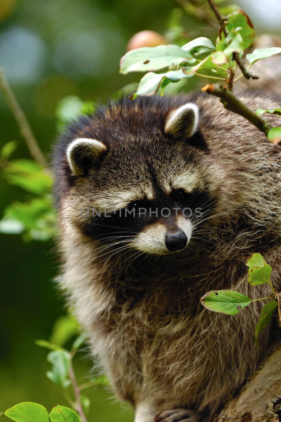 A sweet sad raccoon is sitting in a tree and looking.