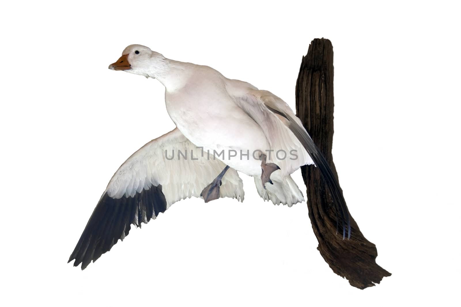 A duck that has been mounted via taxidermy on white background