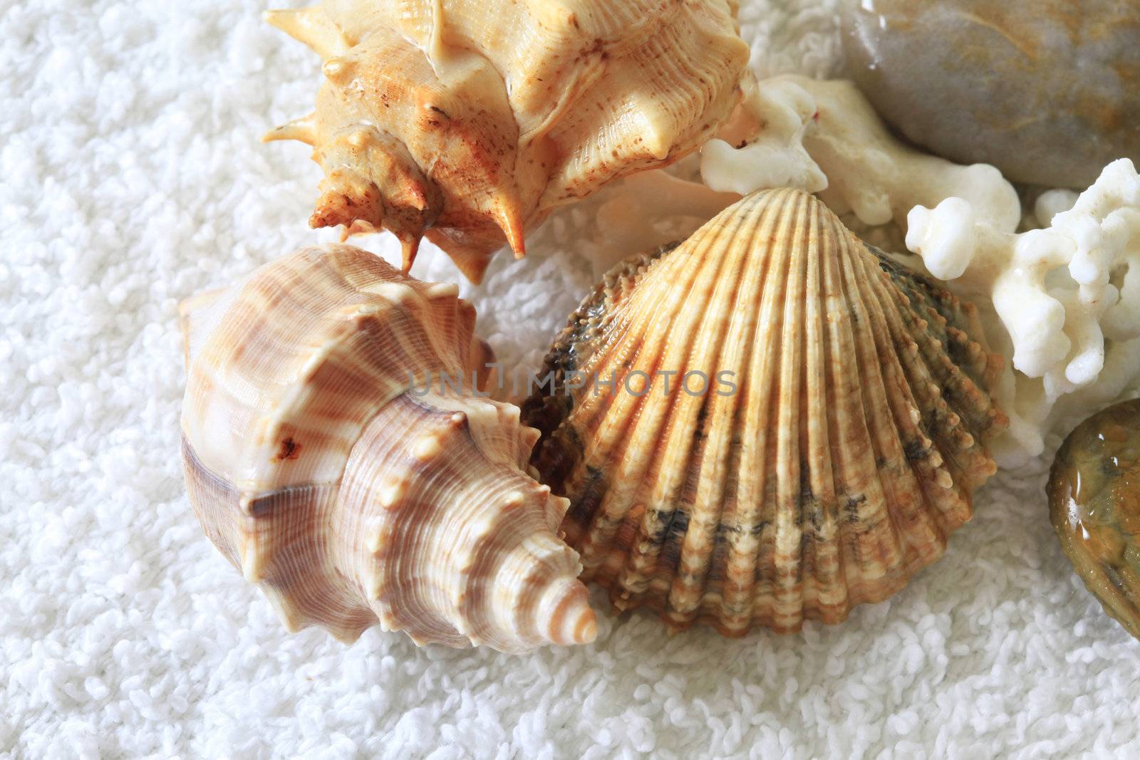 Wet cockleshells and corals on a towel