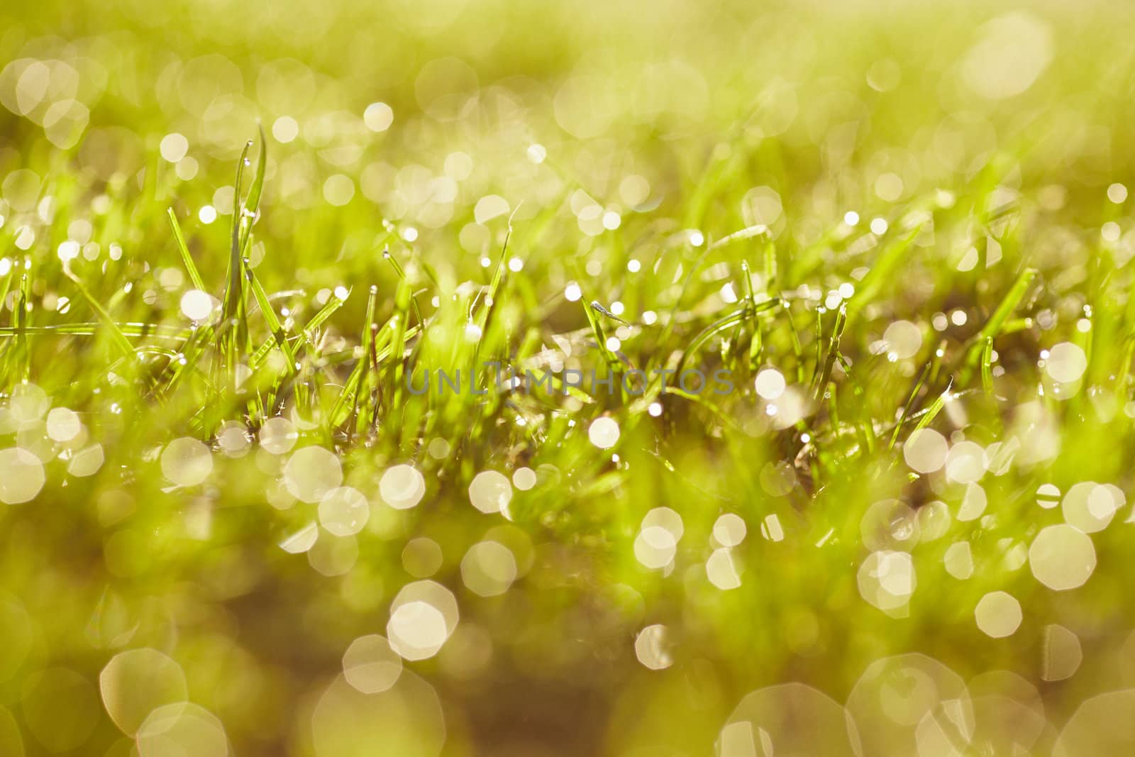 Morning dew on a grass. A lawn is in a park