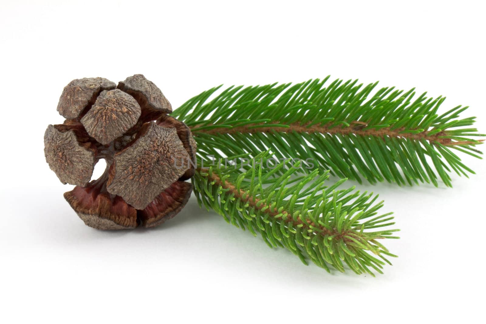 Fir branch isolated on white.

