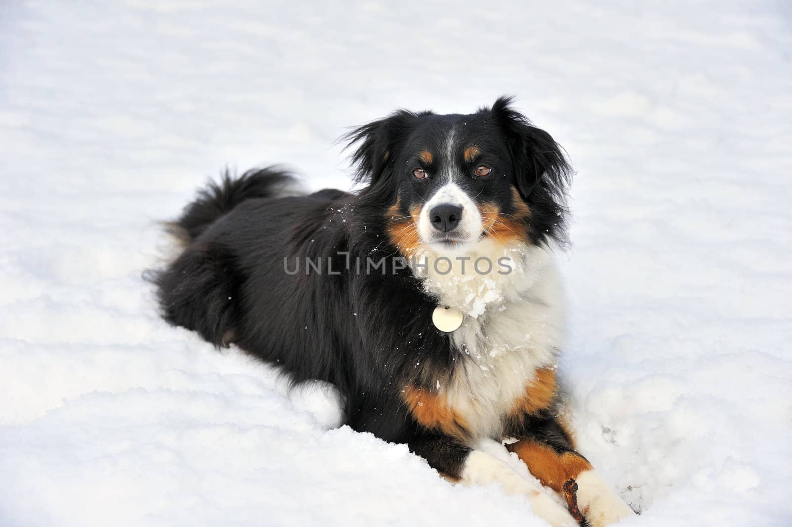 A dog (cross between a Border Collie and an Appenzell breed) lying in snow. Spyce for text on the snow.