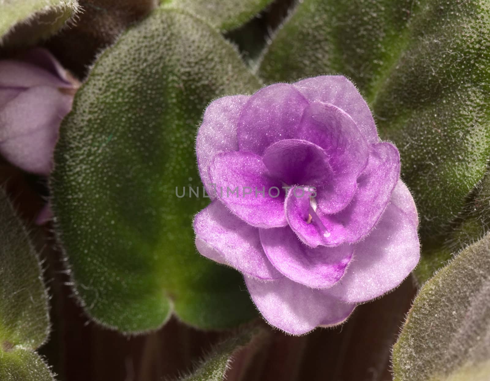 Violet flower and green leaves