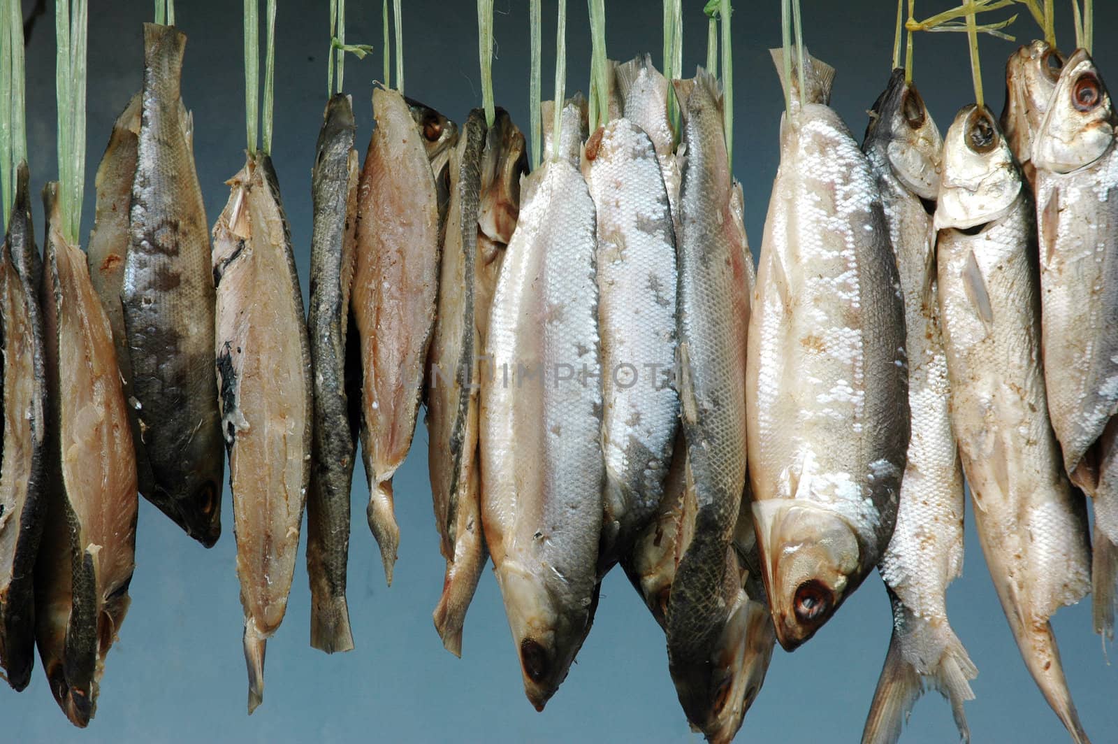 milkfish is being hung in the drying process