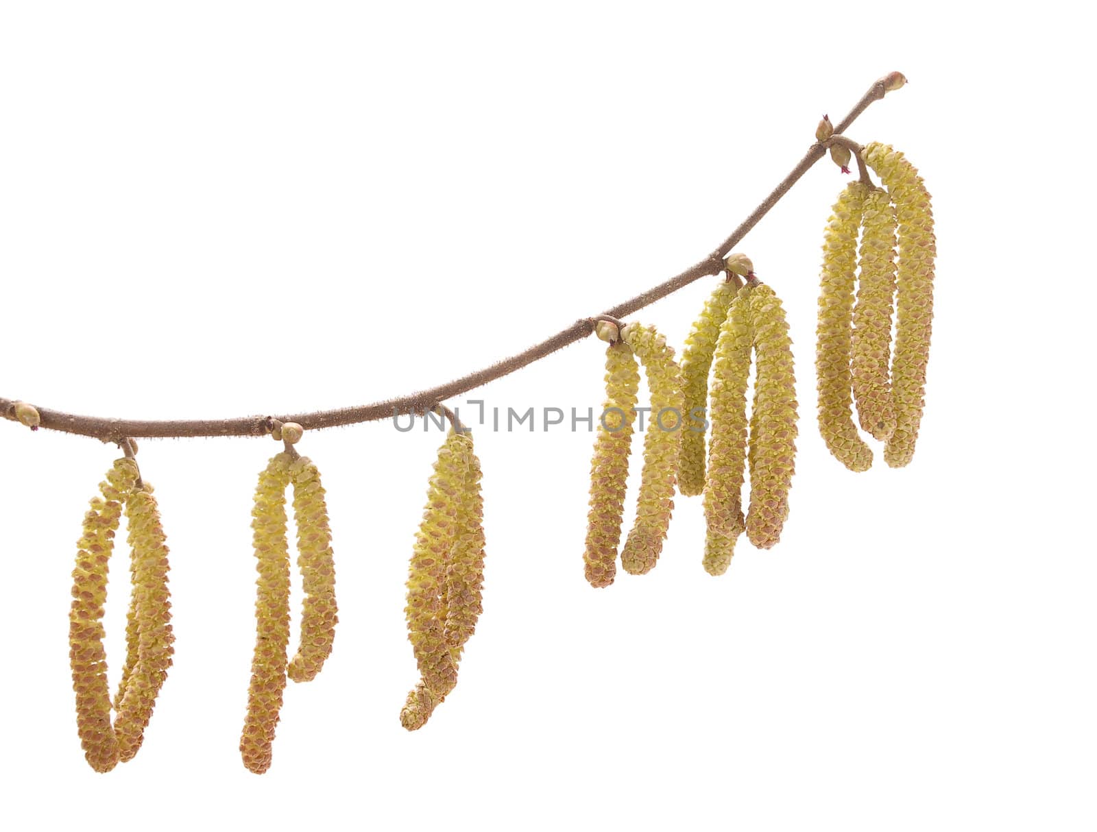 Hazel catkins (Corylus avellana) by rbiedermann