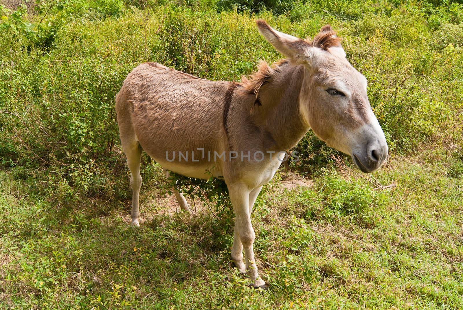 Tired donkey on the field