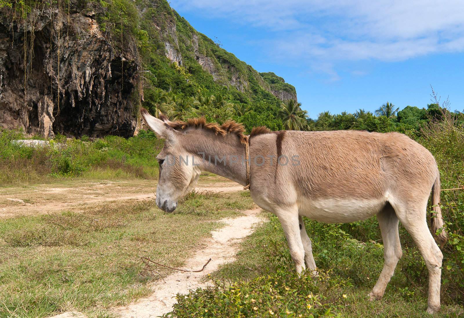 Tired donkey stand near road