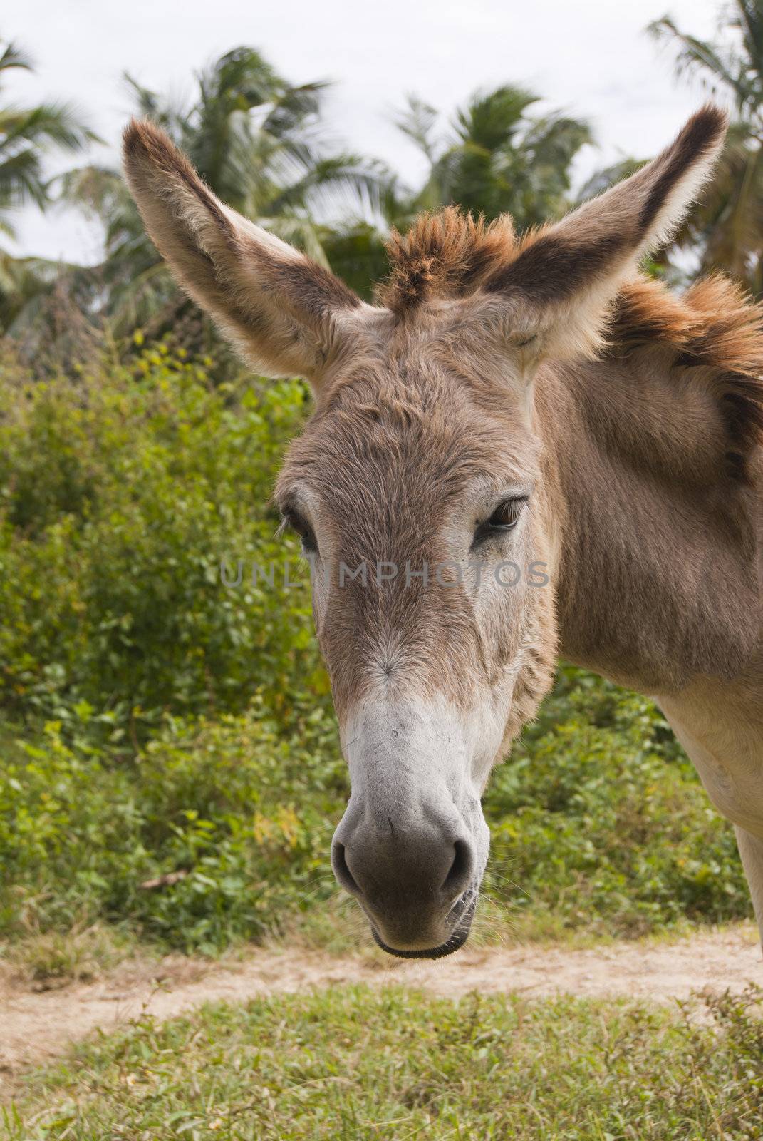 Headshot of a sad donkey