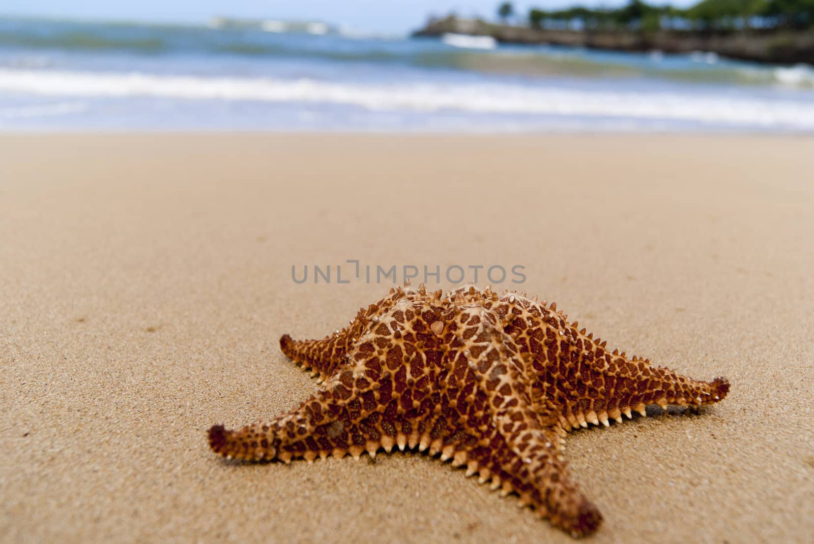 Starfish on the beach near blue sea