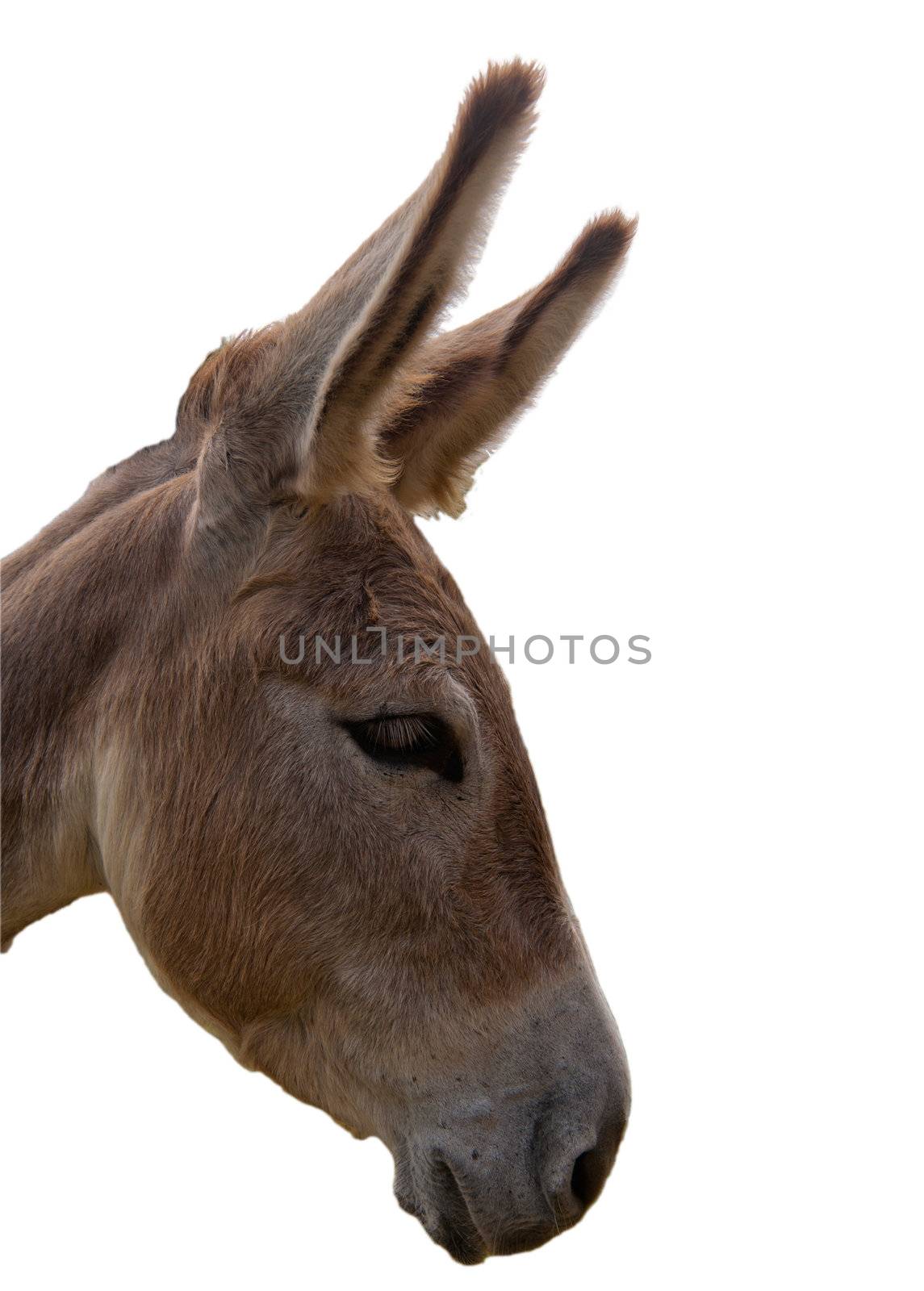 Headshot of a sad donkey isolated on white background