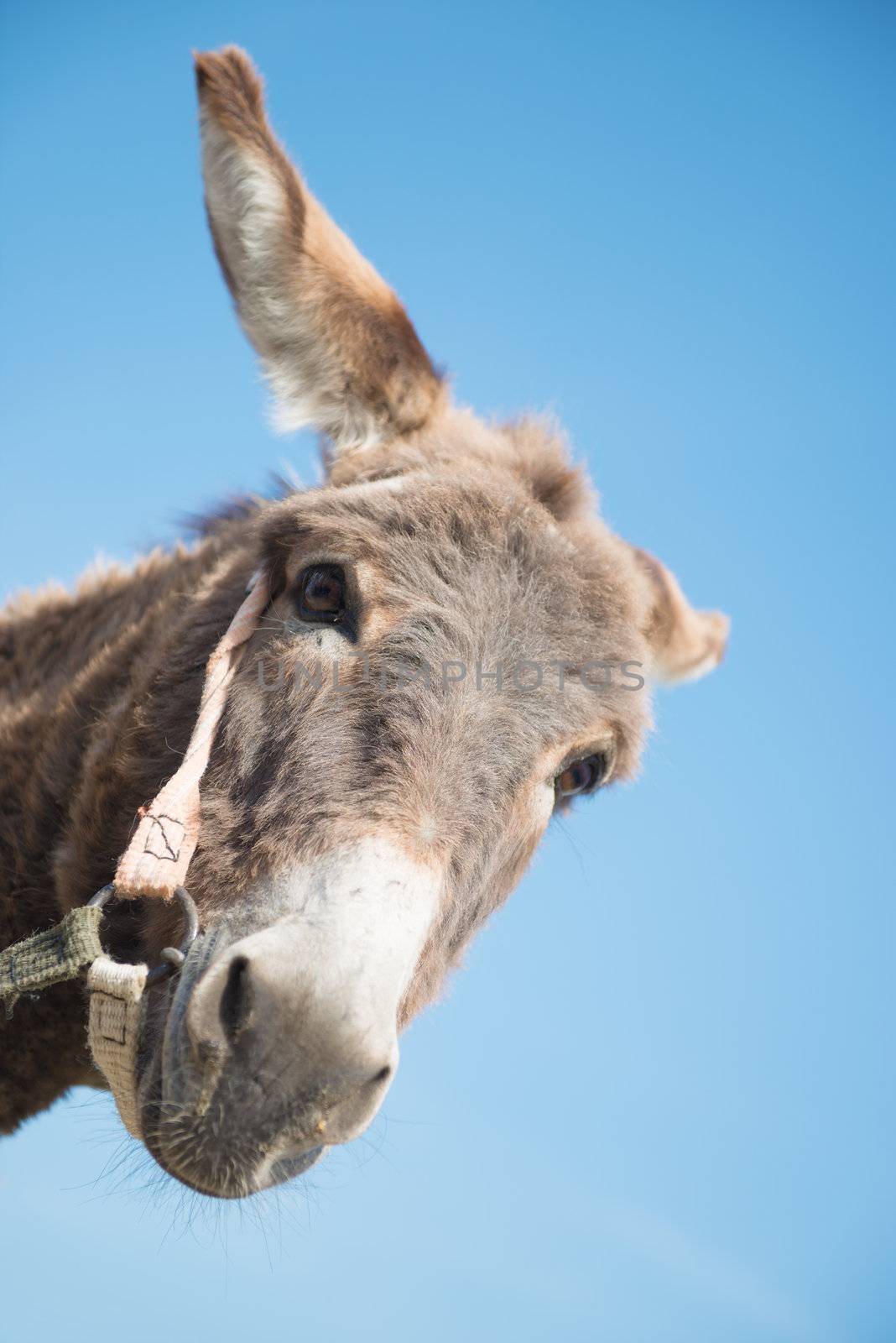 Head of donkey on a background blue sky