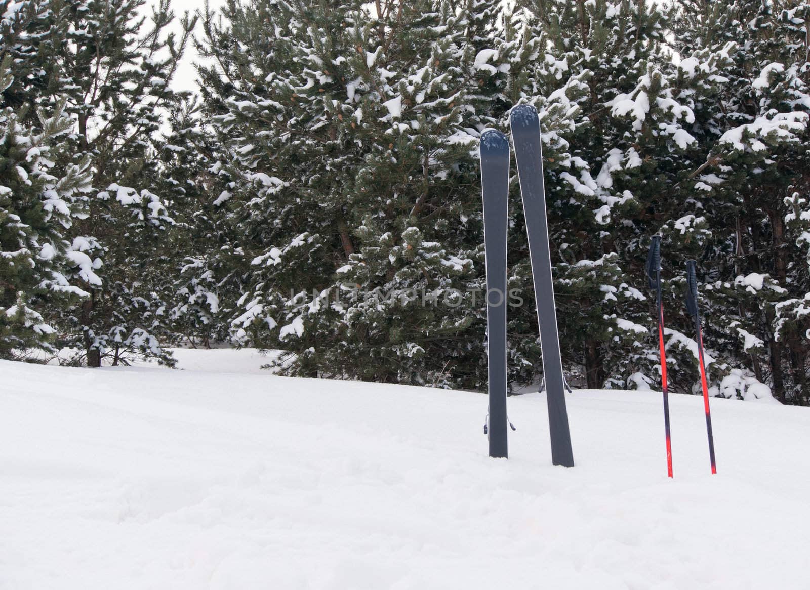 One pair of ski in deep forest 