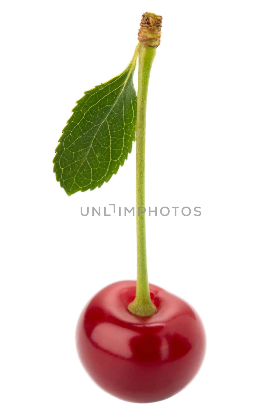 One cherry with a petal isolated on white background