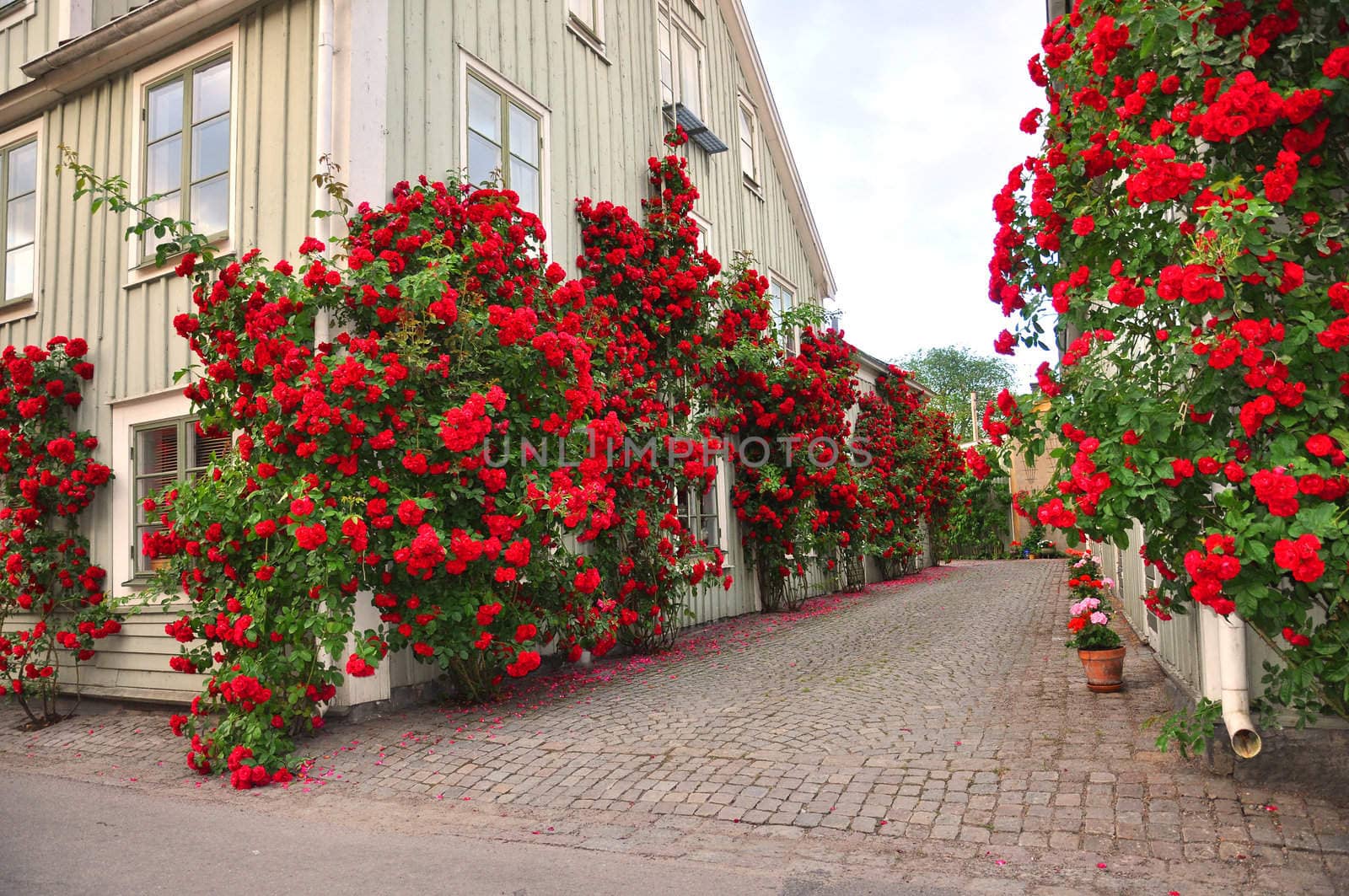 Alley of roses by ankihoglund