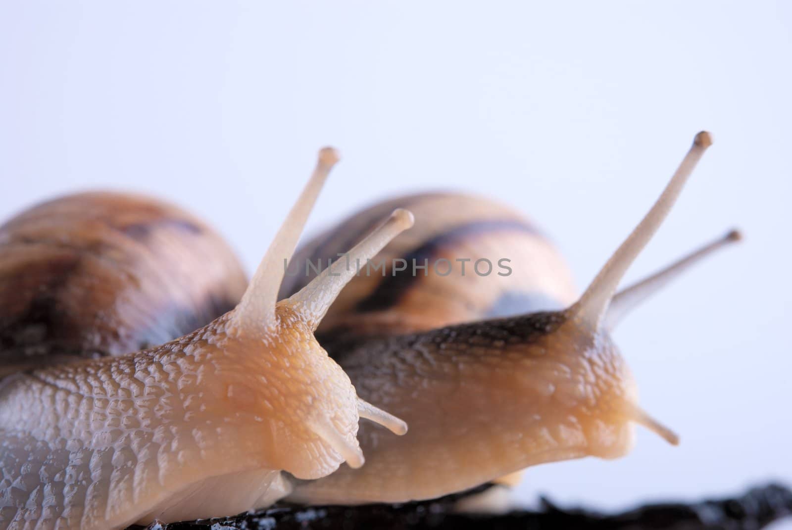 Shellfish, snail by CU on a background