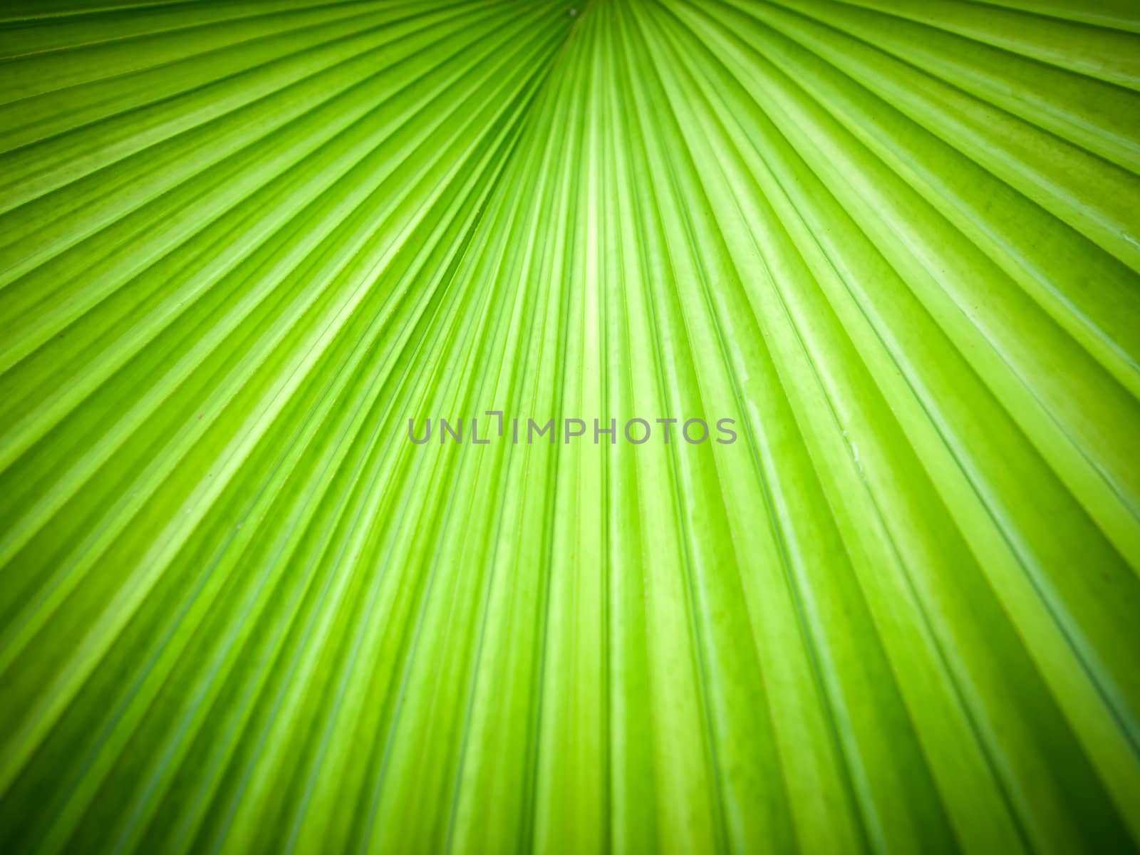 Abstract image of leaves by nuttakit