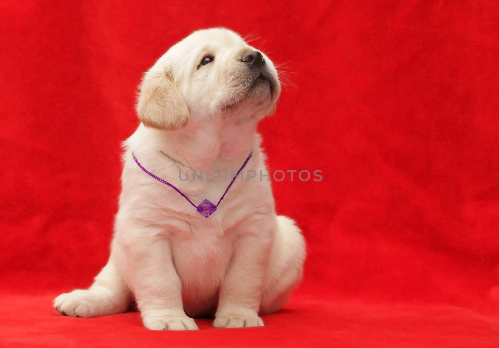 happy yellow labrador puppy portrait