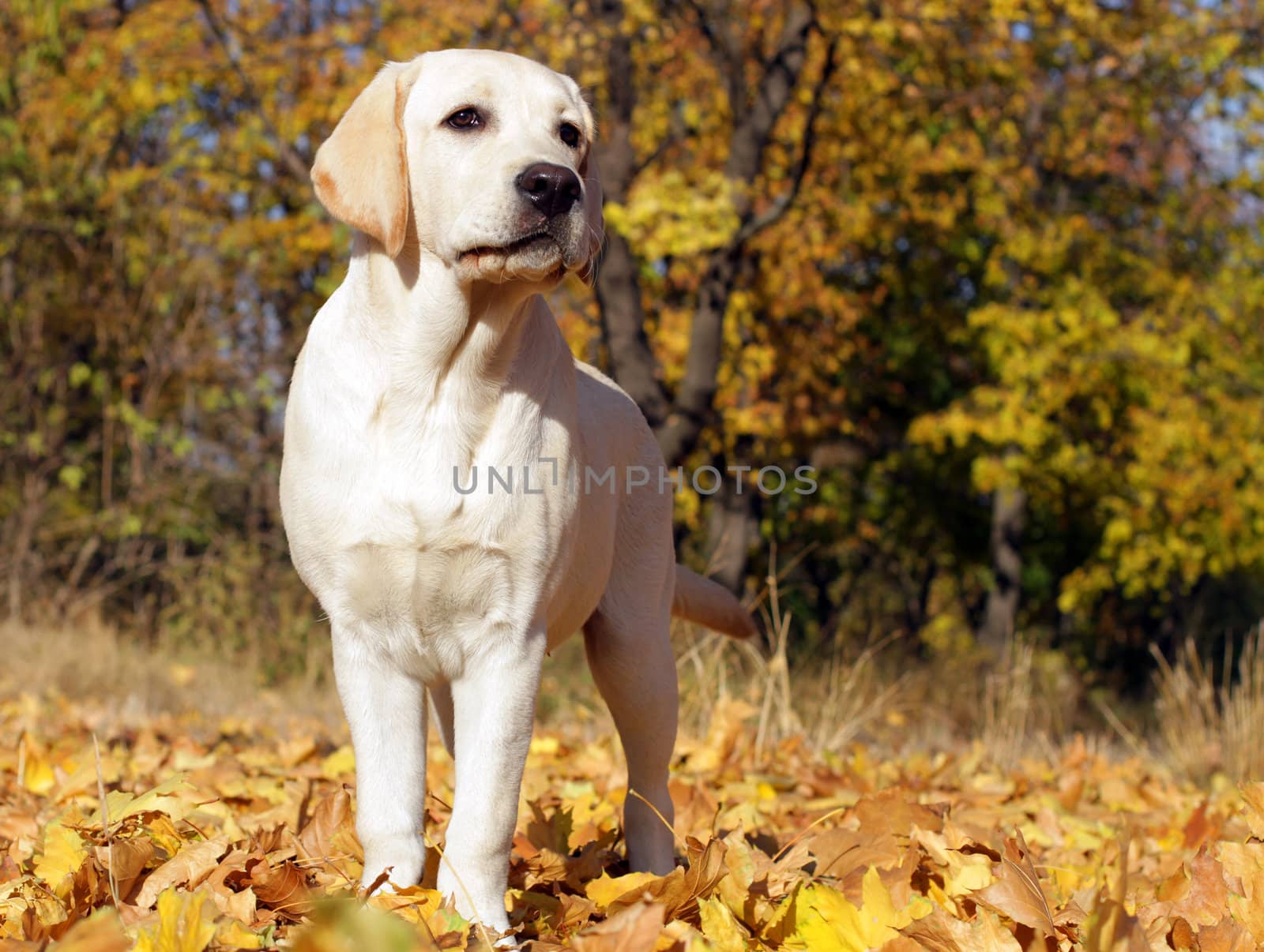 yellow labrador puppy in the park in autumn