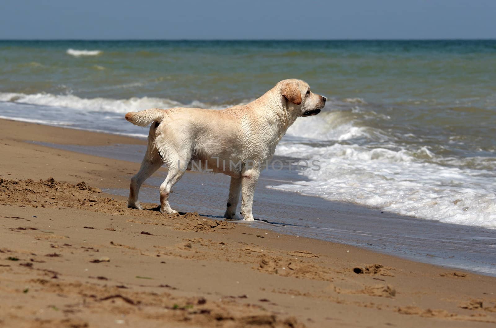 yellow labrador looking at the sea in summer