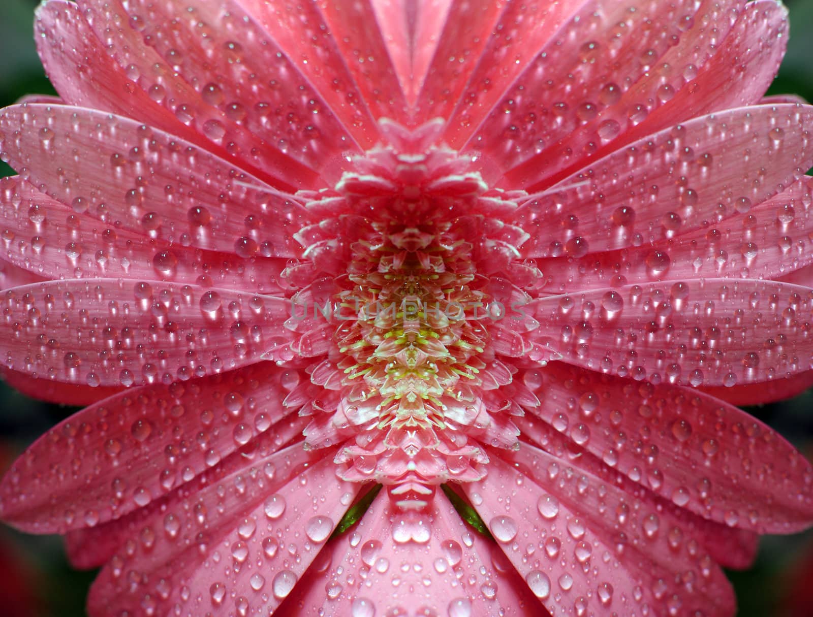 Bright pink gerbera daisy flower with water drops