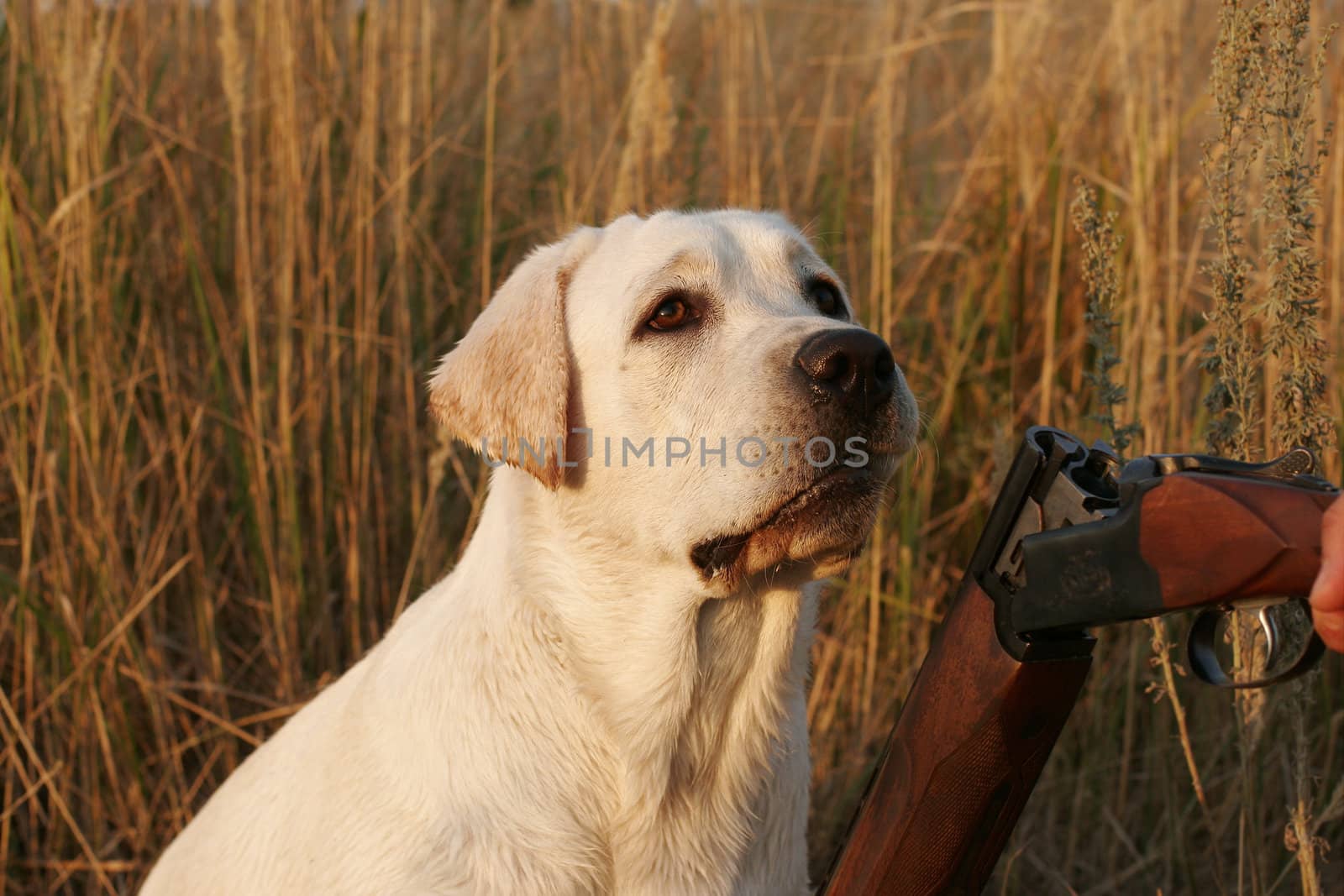 A hunting yellow labrador and a gun