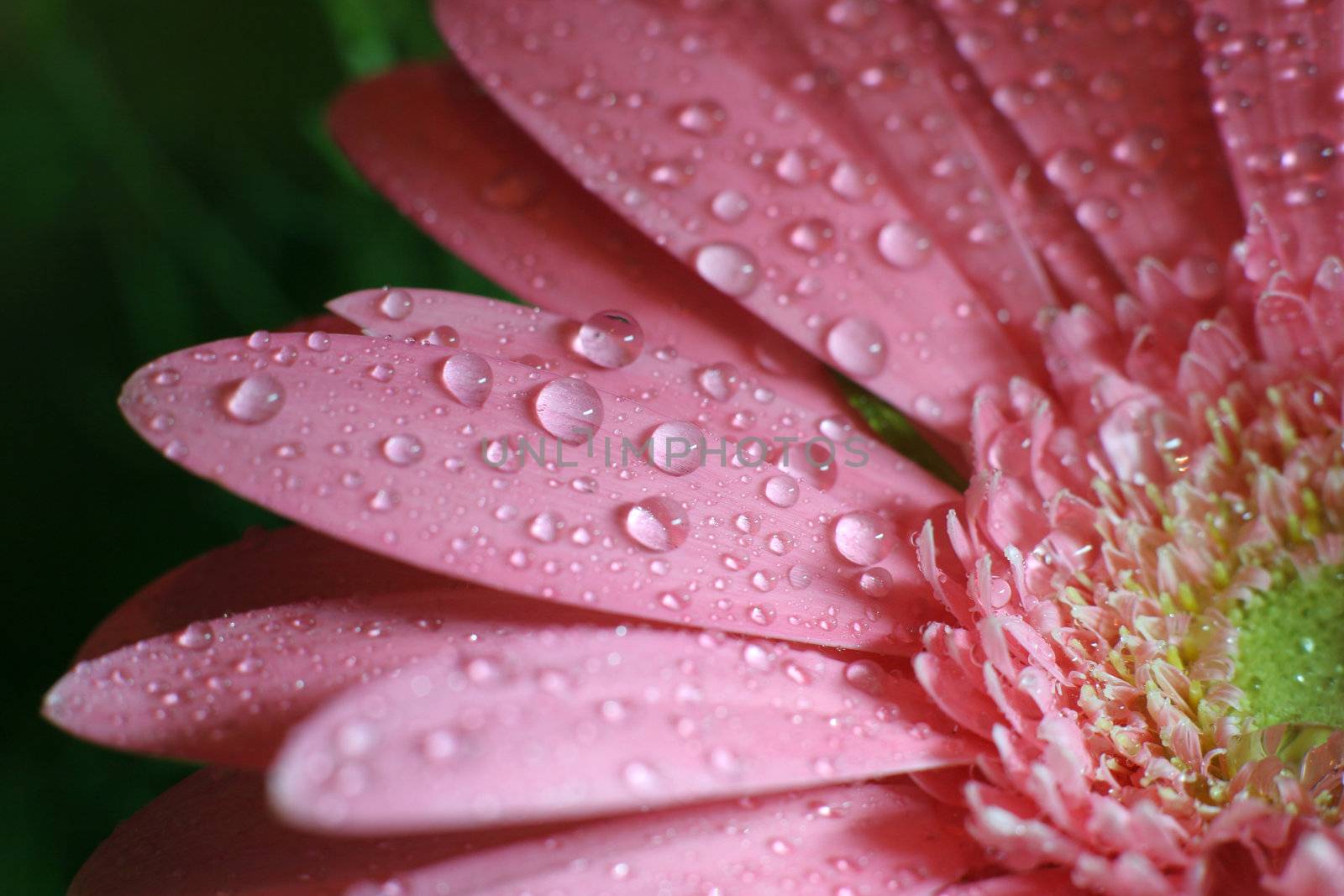 Part pf Pink Gerbera Daisy on Black Background with water drops