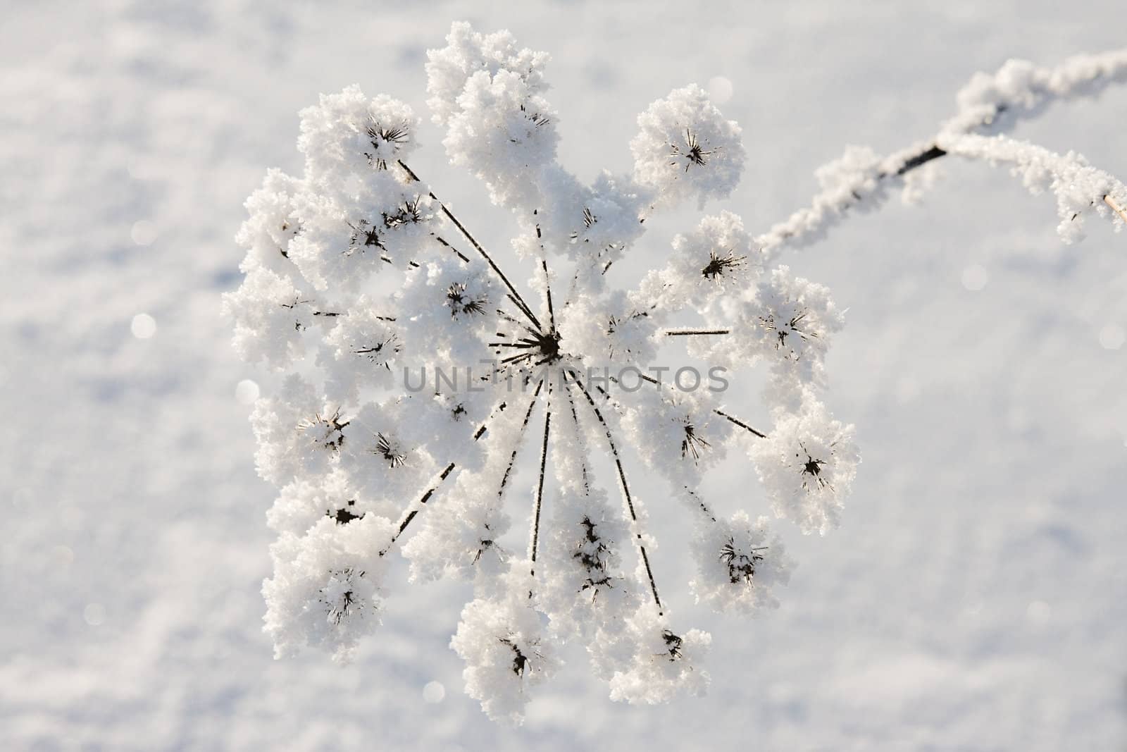 Frozen flower on a dim background
