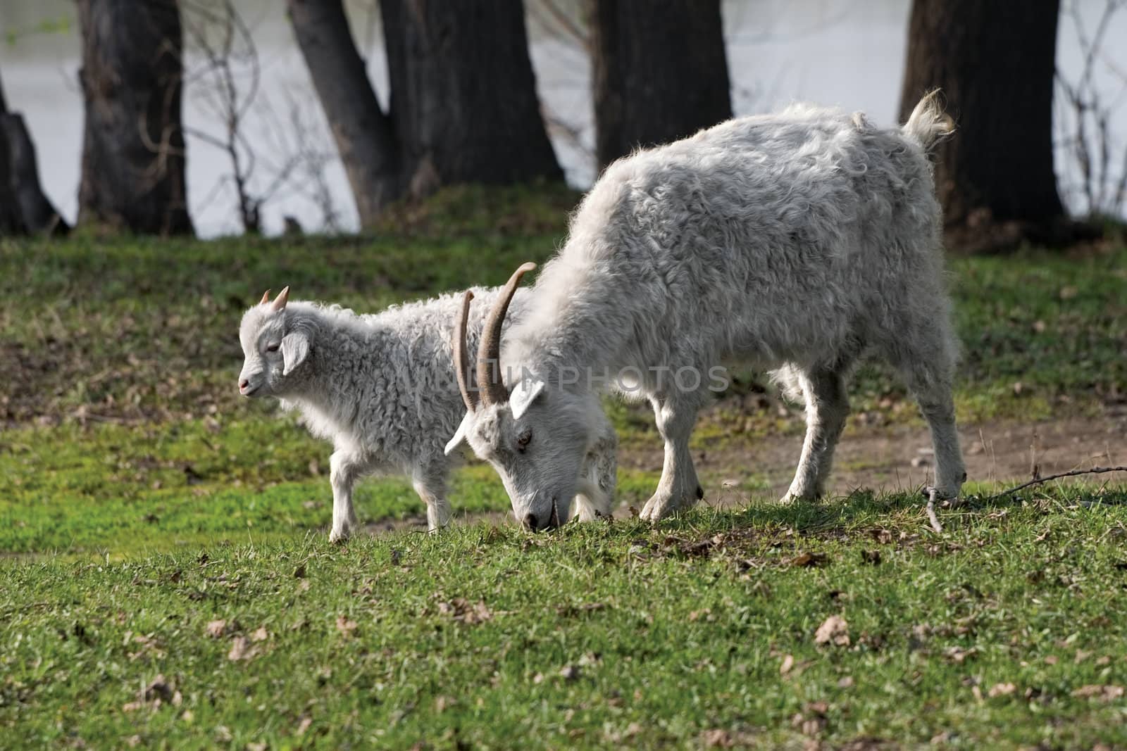 Goat and kid by Ohotnik