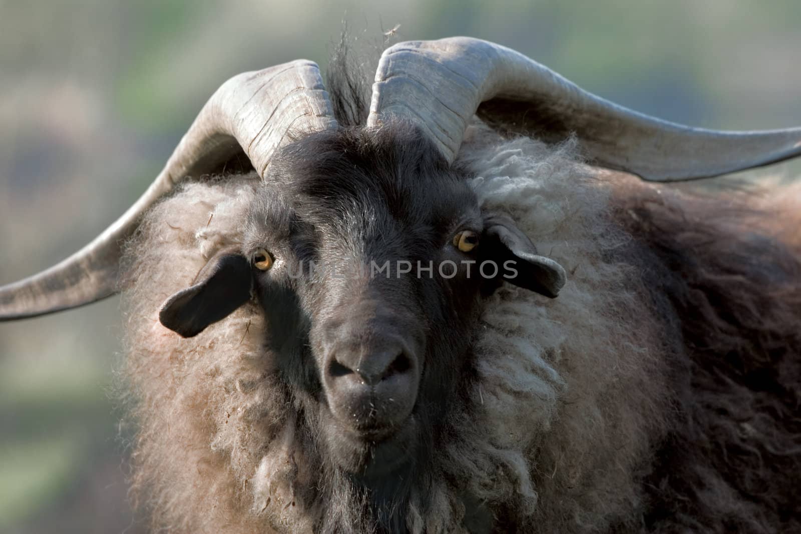 Old goat, the leader of herd