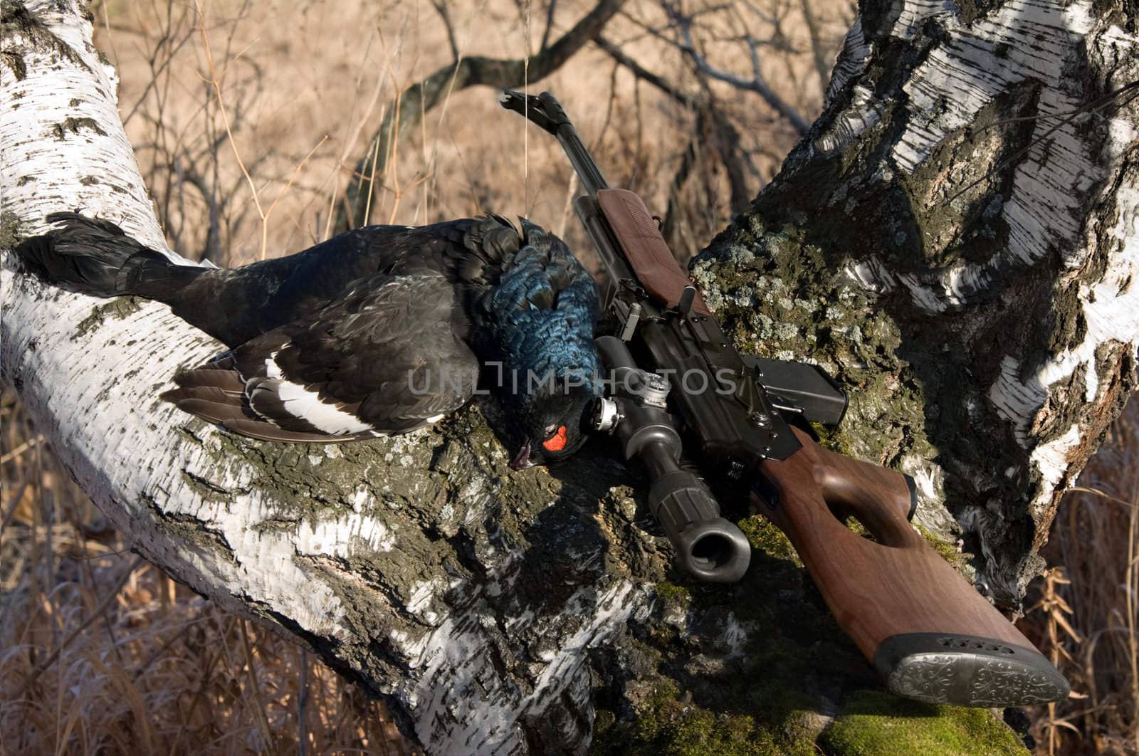 Gun and black grouse on a background of a birch