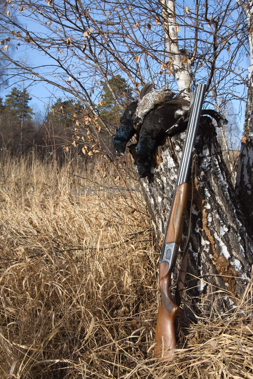 Gun and black grouse on a background of a birch