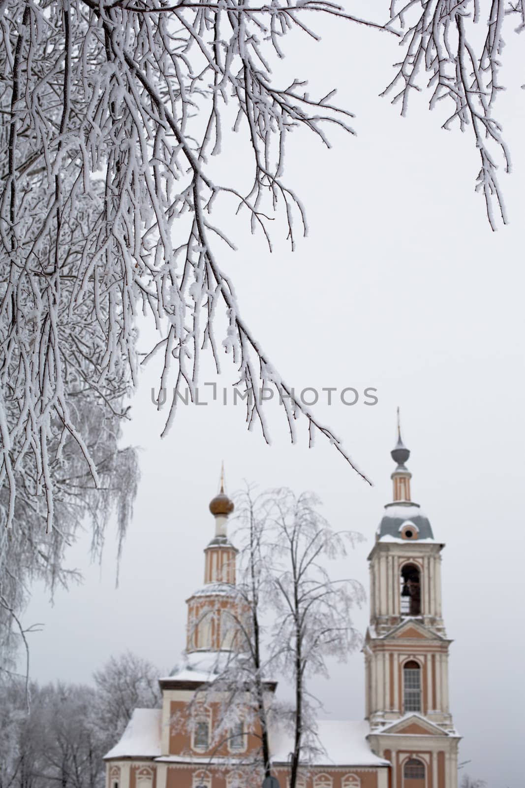 White tree and yellow church in winter in Uglich
