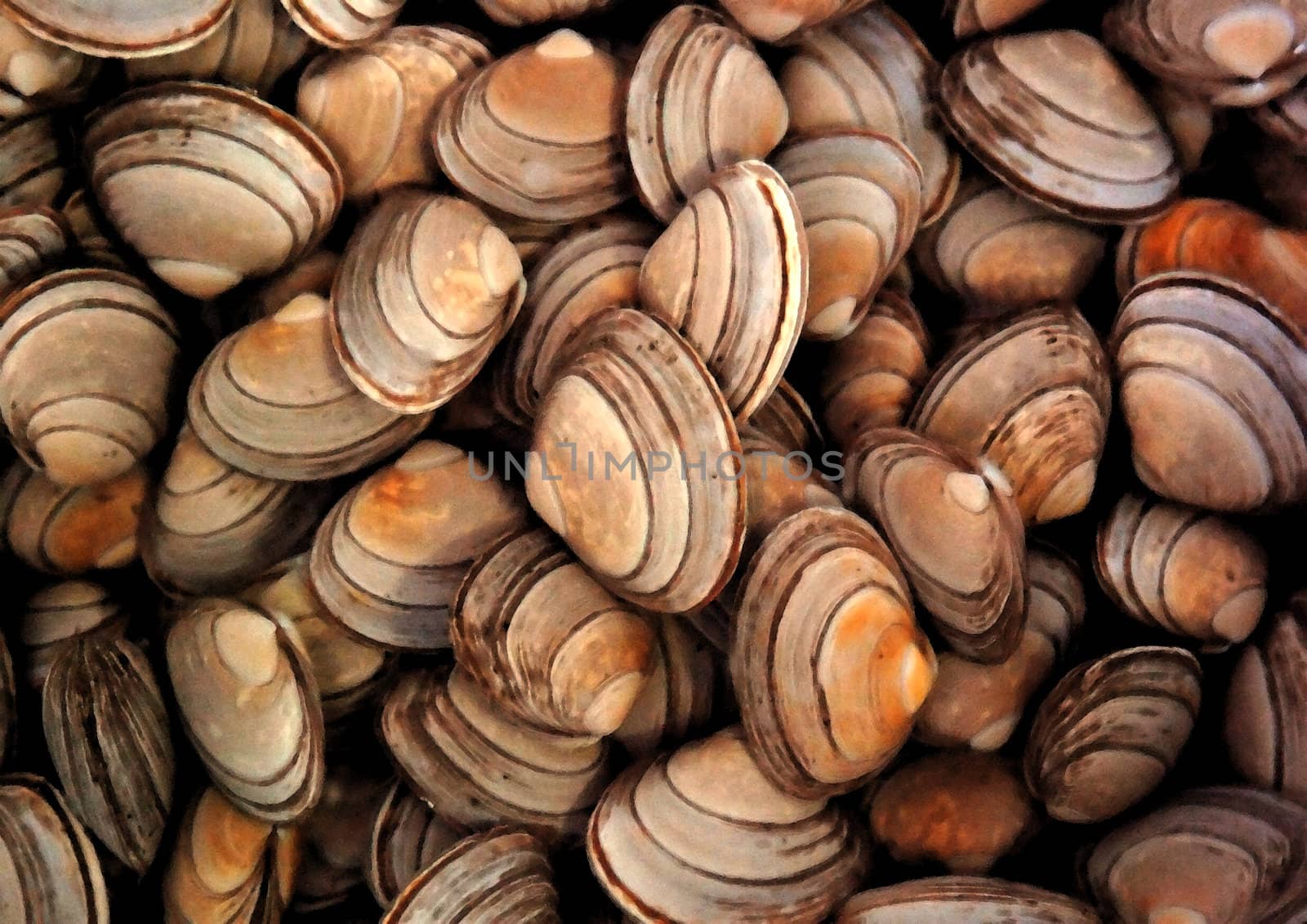 fresh clams