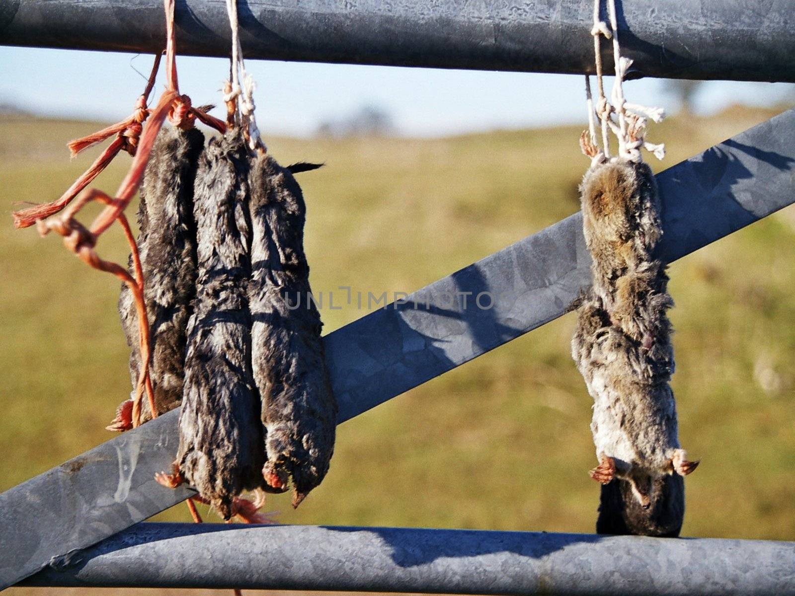dead moles on a gate, dales, superstition