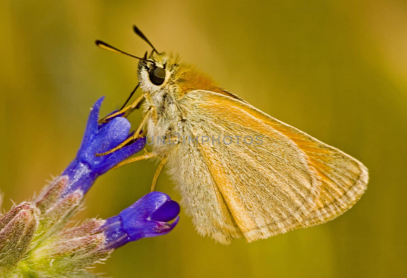 Close up on butterfly in the field