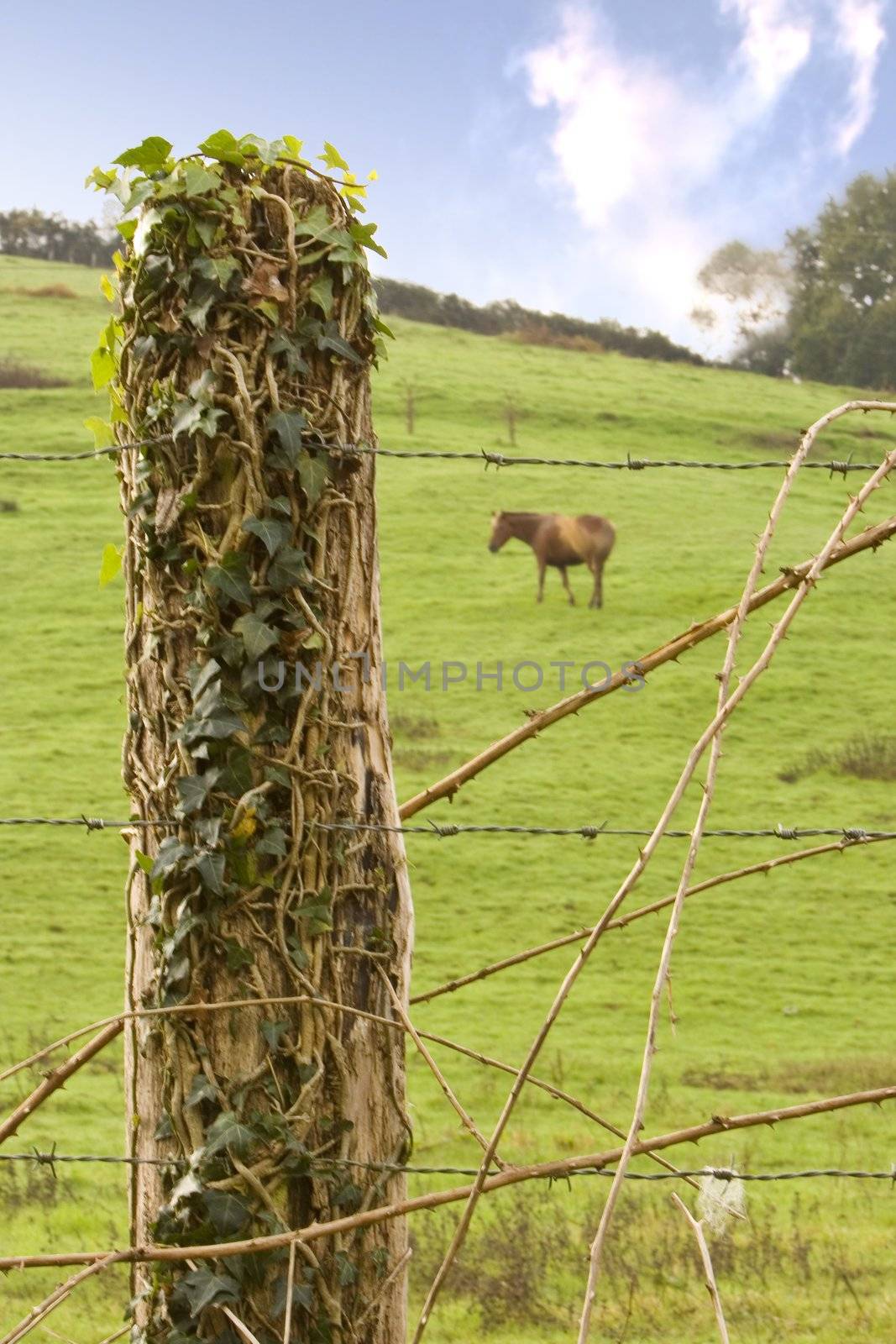 image of a calm horse in the farm eating