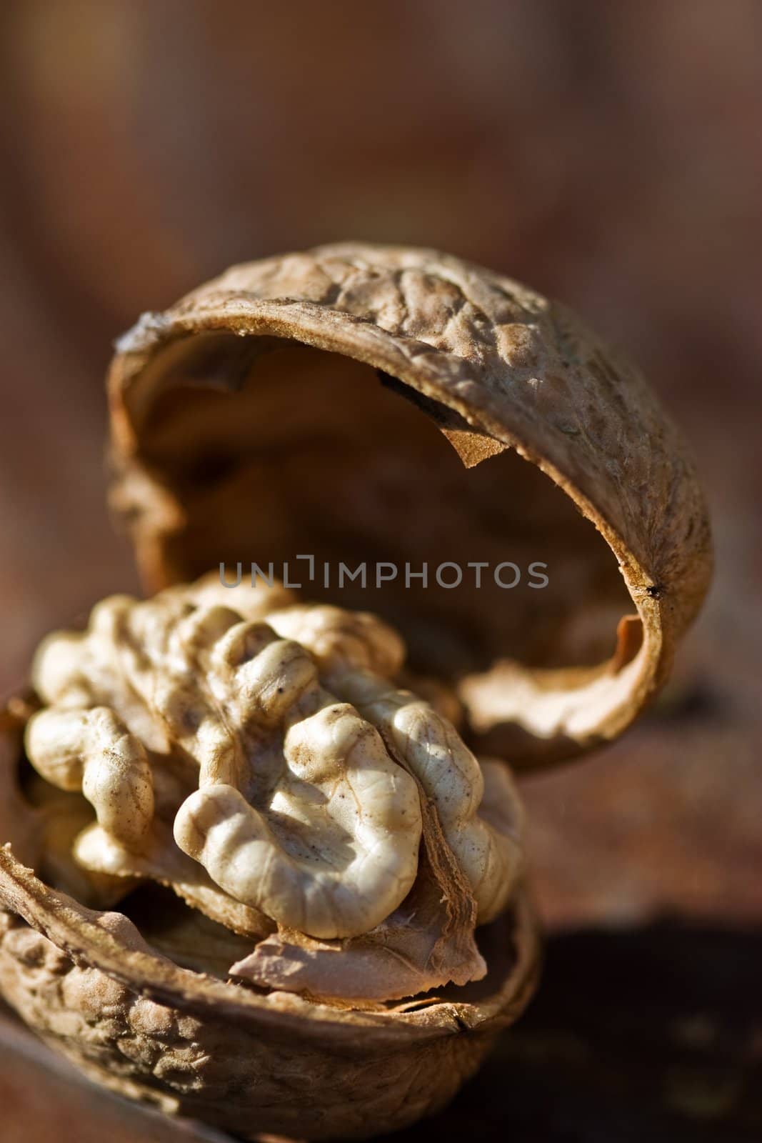 walnut by agg