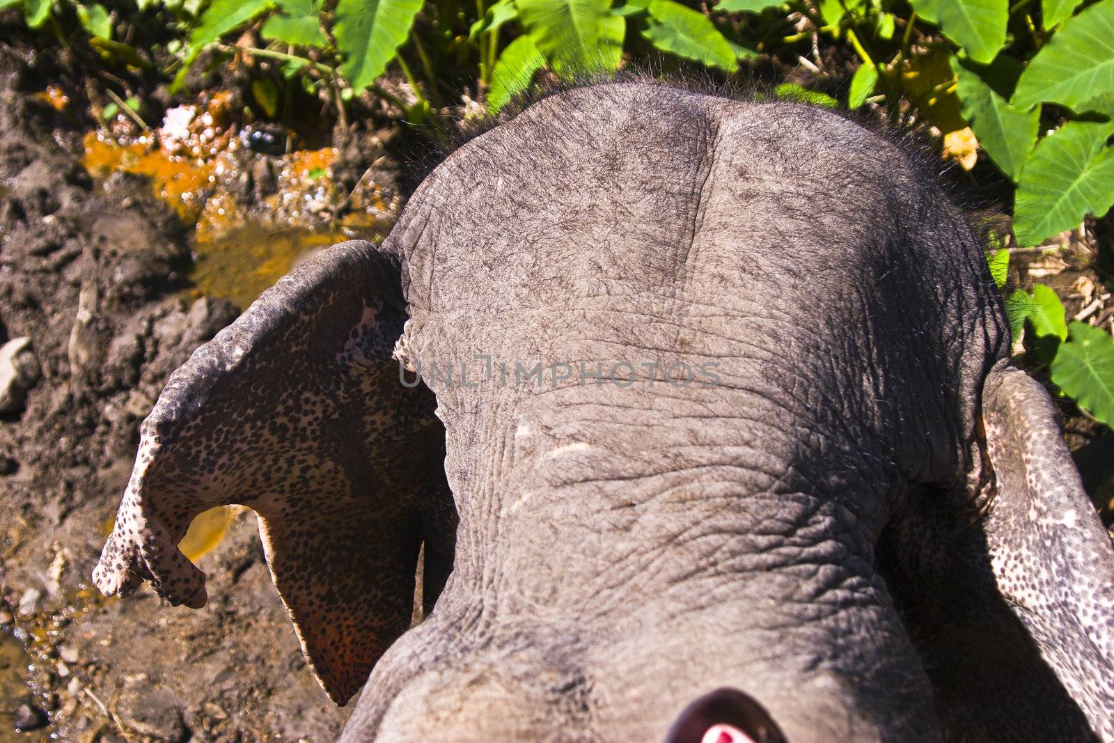 Elephant head with part of a foot with painted nails indicating that the subject is riding an elephant