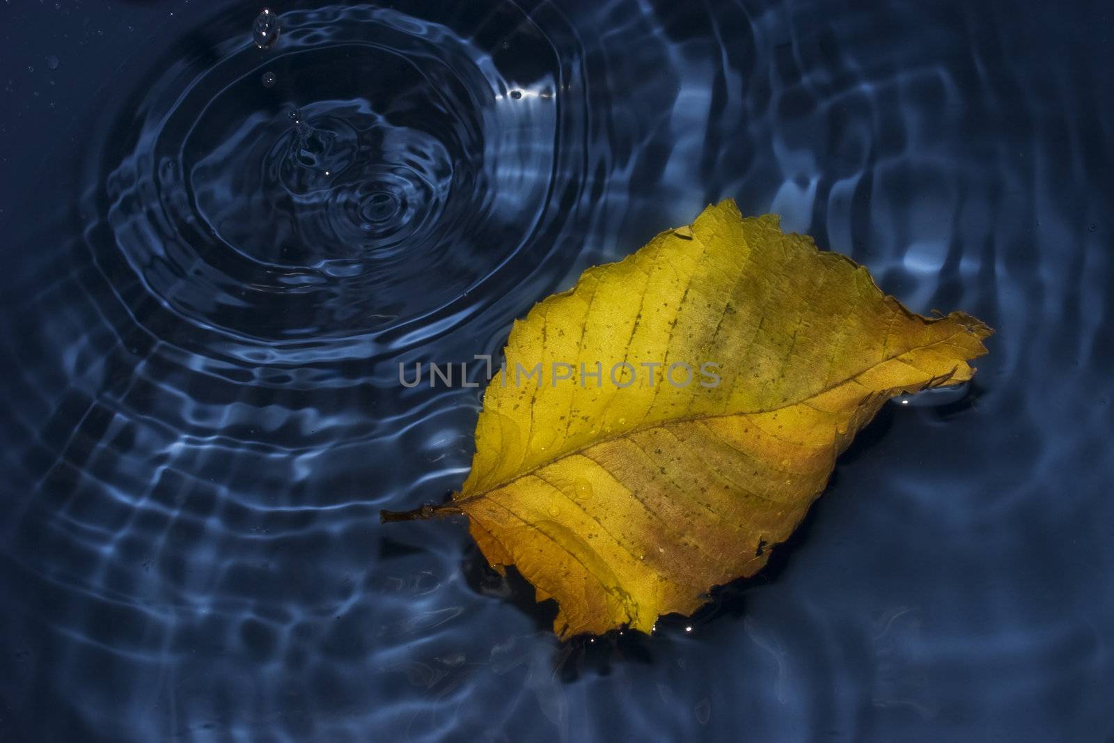 Poplar leaf on water by vidrik
