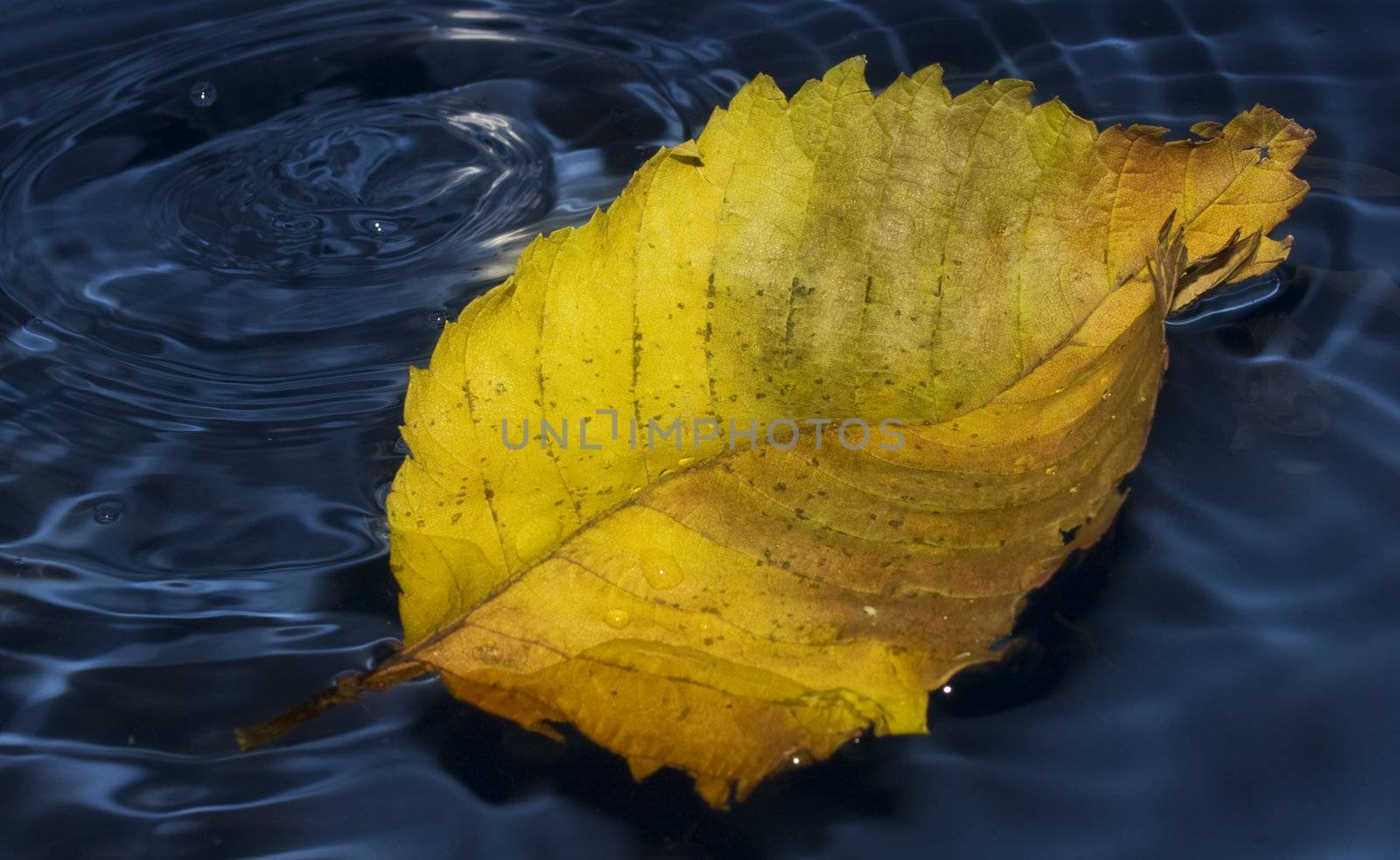 Poplar leaf on water by vidrik