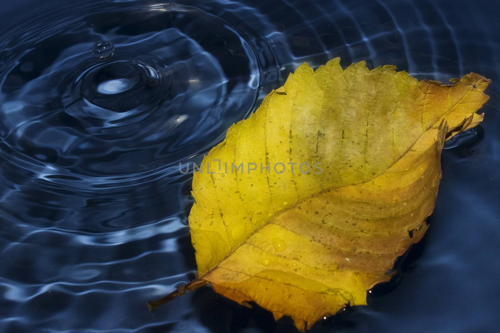 Poplar leaf on water by vidrik