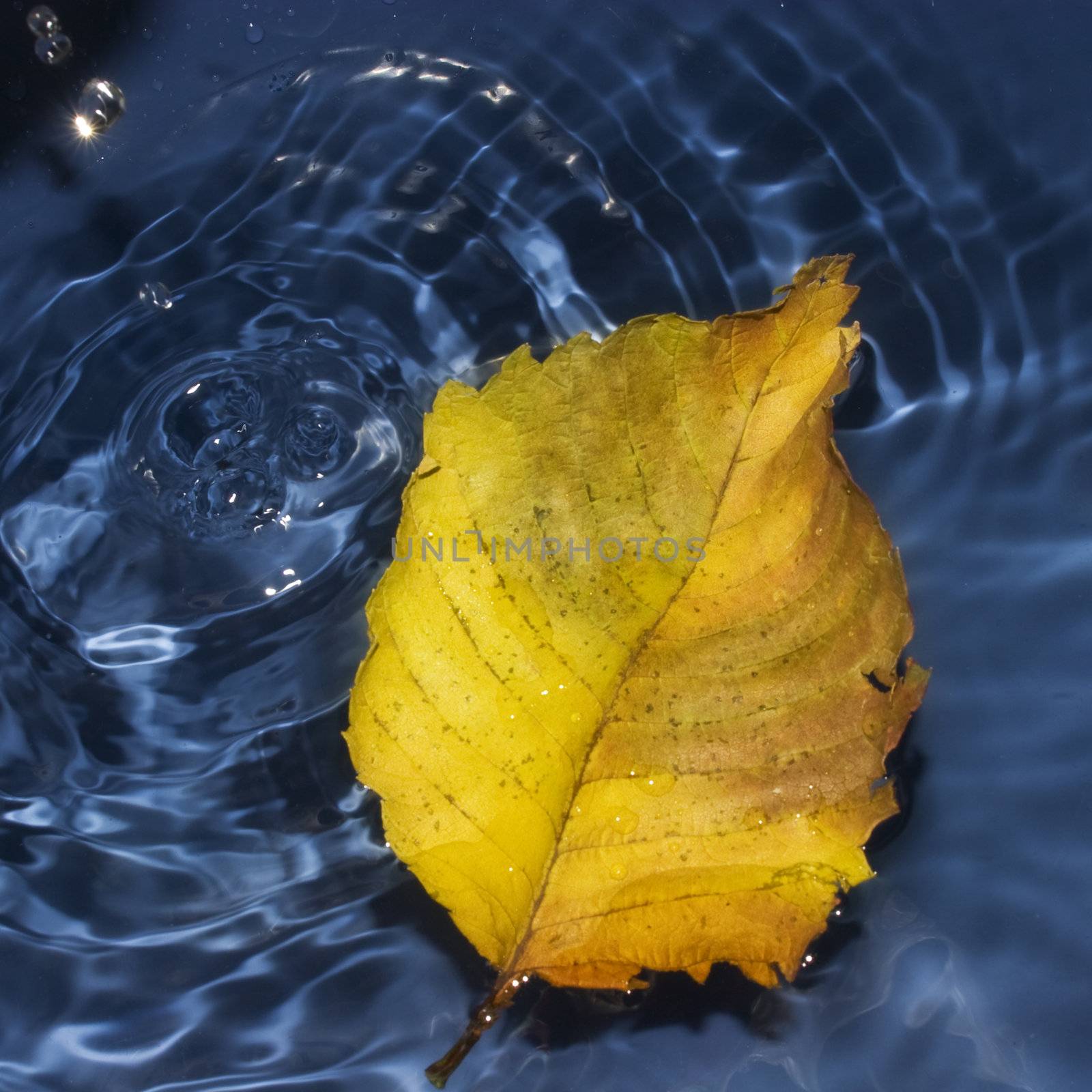 Poplar leaf on water by vidrik